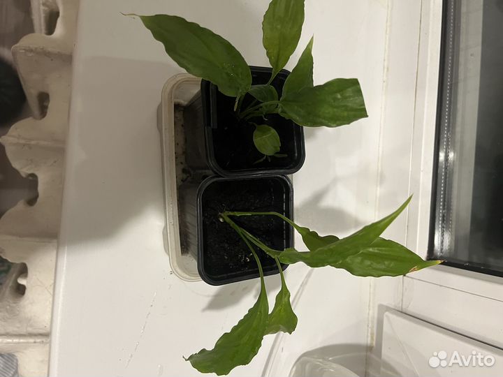 Спацифиллум