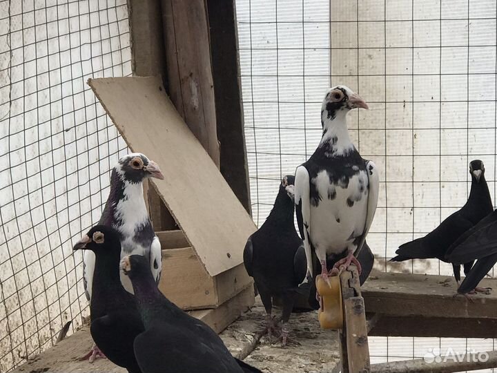 Голуби драконы, спортивные