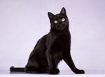 Черный кот в добрые руки