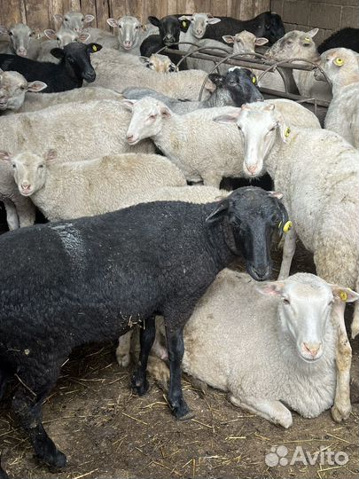 Овцы бараны на Курбан байрам