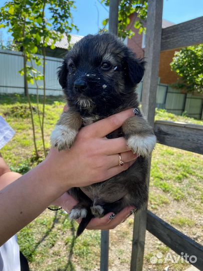 Щенки 1,5 месяца