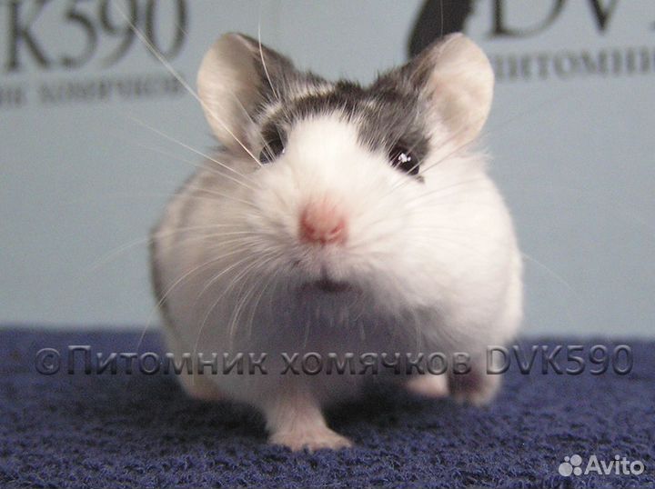 Хомячок, Новая клетка, Опилки, Корм, Доставка