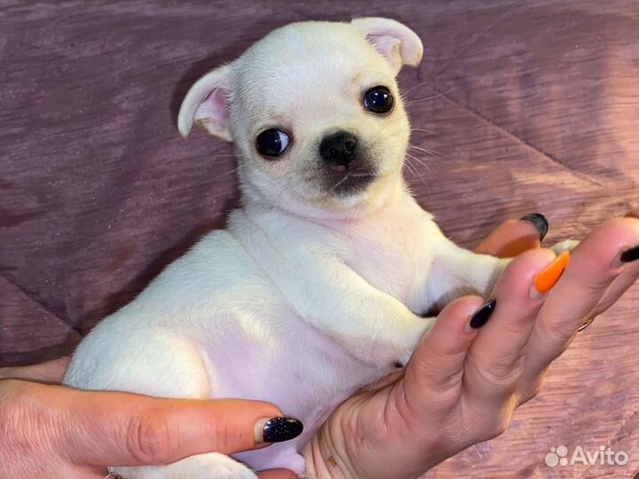 Мальчик чихуахуа