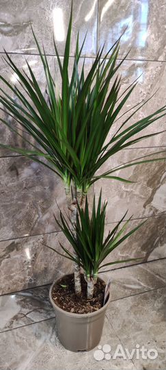 Драцена Маргината 17/75 см