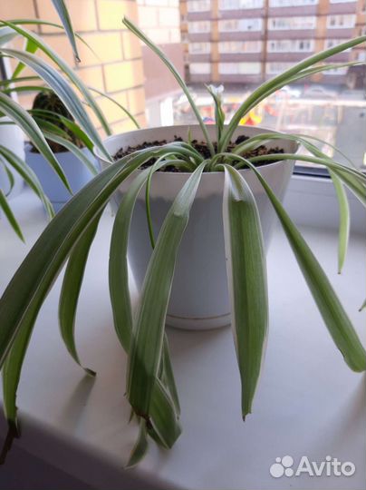 Хлорофитум