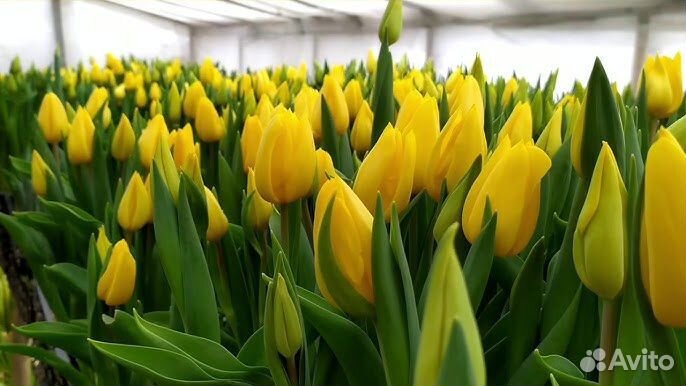 Луковицы тюльпанов оптом