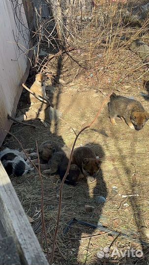 Щеночки ищут дом