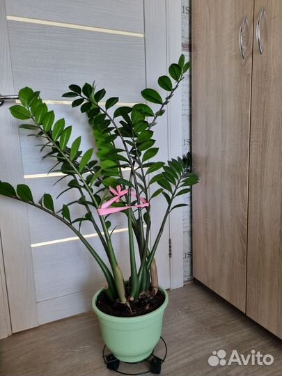 Замиокулькас