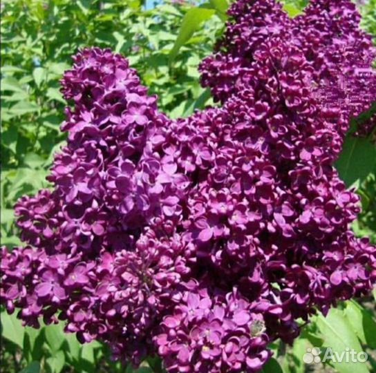 Садовые растения