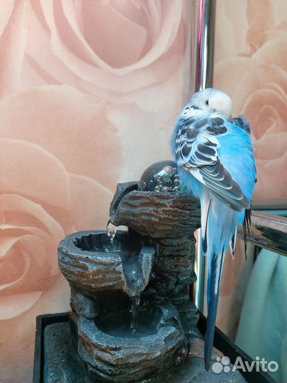 Улетел попугай