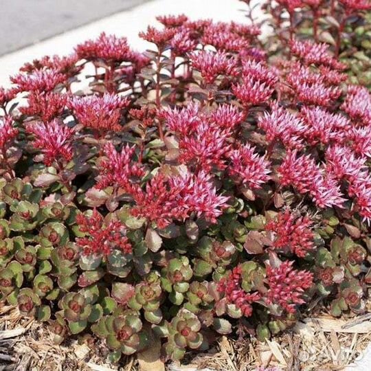 Почвопокровники