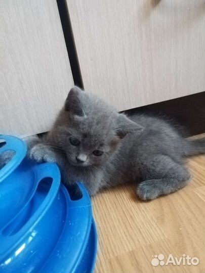 Отдам котенка девочка британка