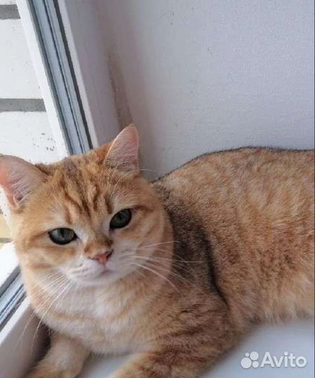 Кошка в дар бесплатно