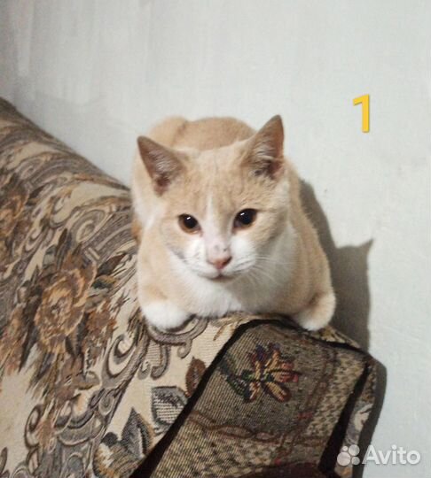 Кошки в добрые руки бесплатно