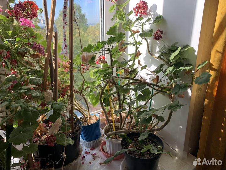 Комнатные цветы