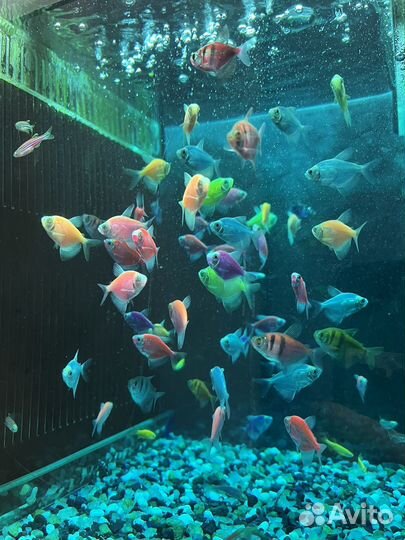 Аквариумные рыбки
