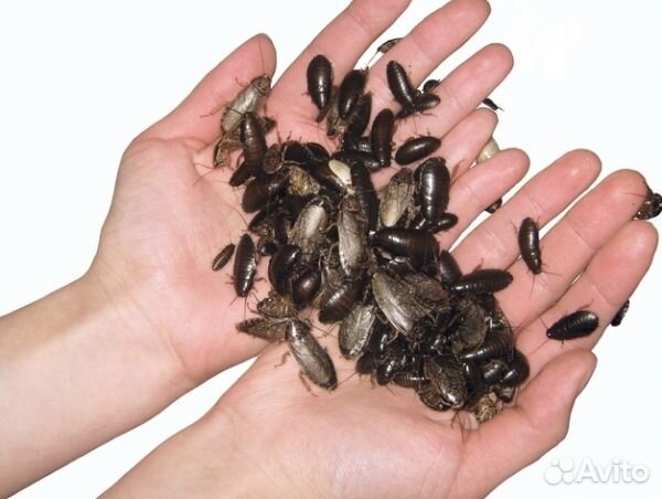 Мраморные тараканы