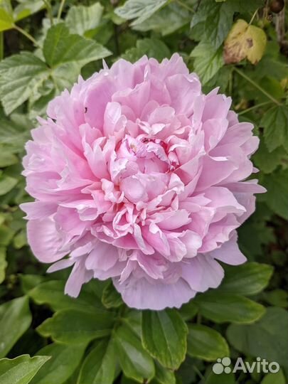 Пионы сортовые