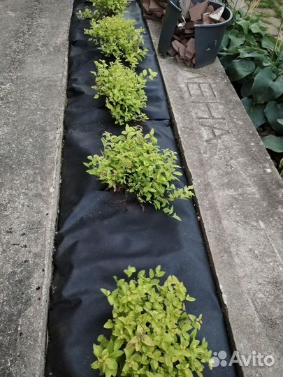 Спирея голден принцесс