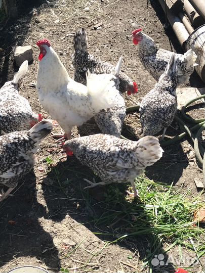 Яйцо куриное(Пушкинская порода)на инкубацию и еду)