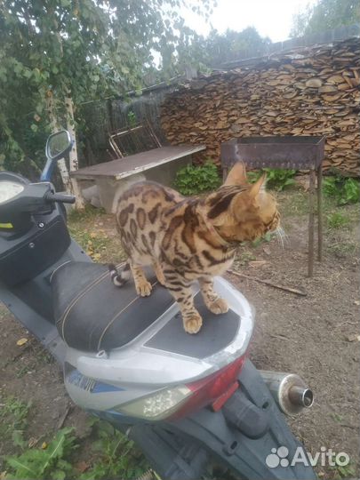 Бенгальский кот вязка