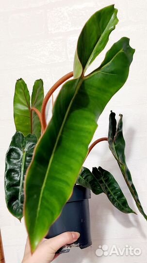 Филодендрон Биллитау