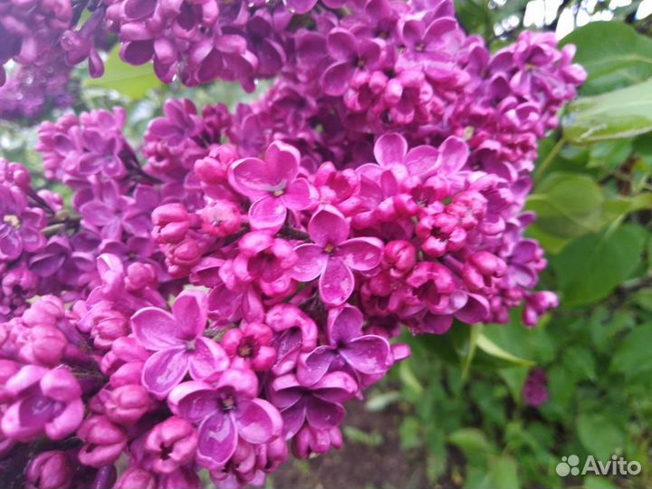 Сирень махровая