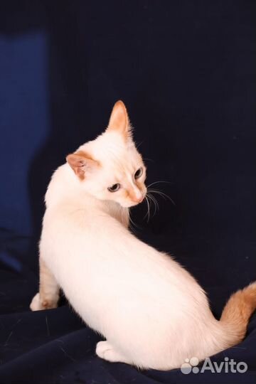 Котенок девочка Тэя 5 мес ищет дом