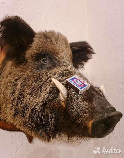 Продам охотхозяйство