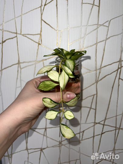 Хойя хешкелиана вариегатная