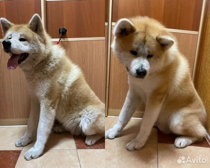 Требуется модель для груминга