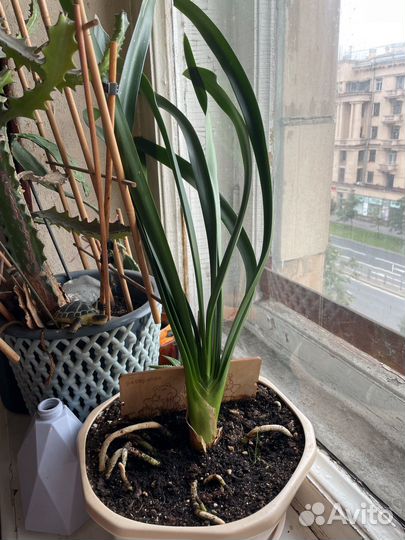 Кливия и опунция