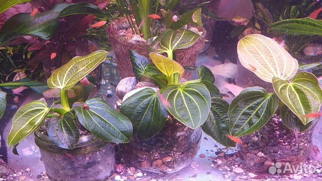 Продажа редких эхинодорусов