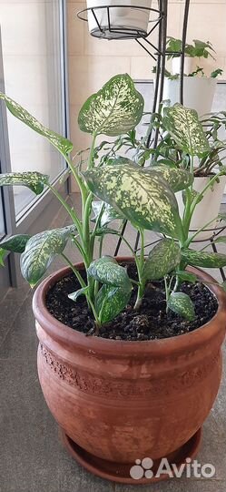 Диффенбахия