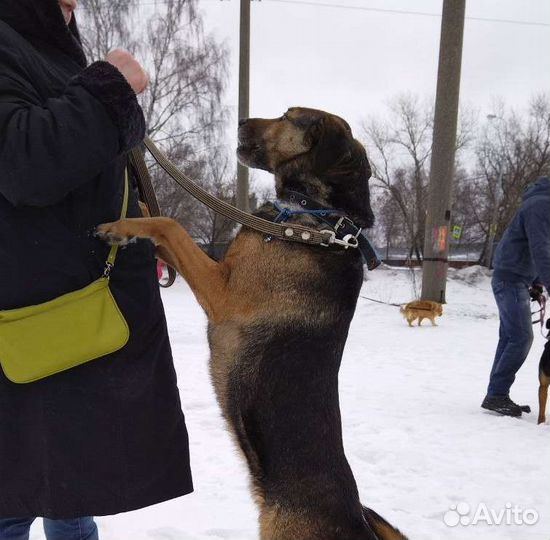 Умка ищет семью (Собака из приюта)