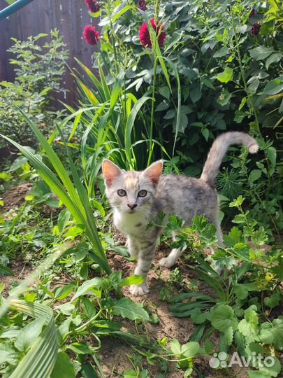 Котёнок девочка