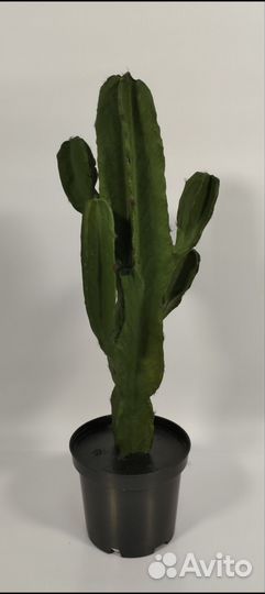 Искусственный кактус