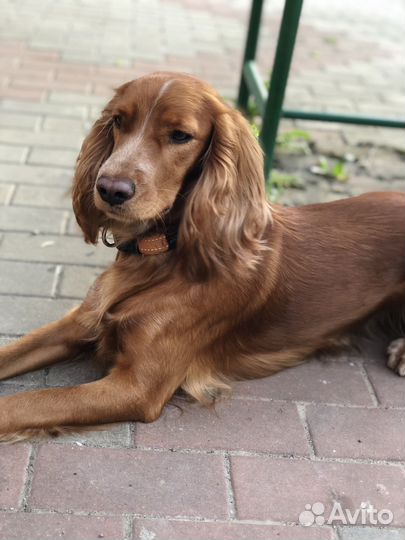 Щенки русского охотничего спаниеля