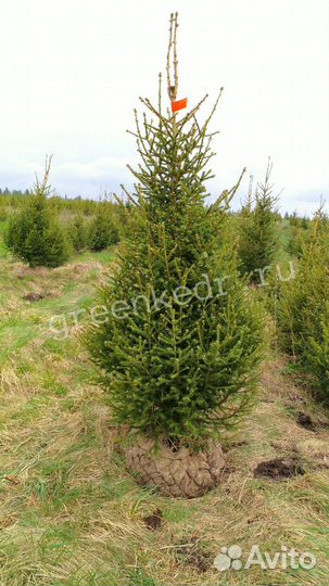 Саженцы Ель Сибирская 180-220см Экстра