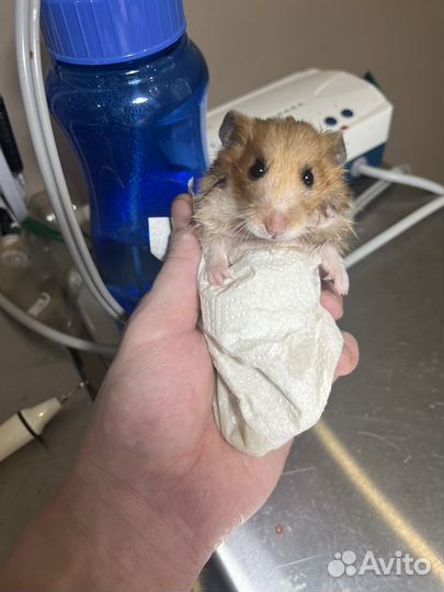 Ратолог(Грызуны) Онлайн Консультация,выезд