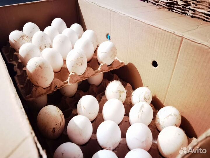 Яйцо гусиное инкубационное