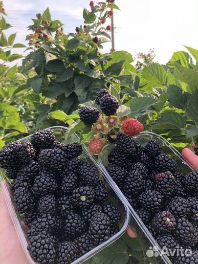 Ежевика и малина