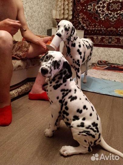 Продам щенков далматинцев