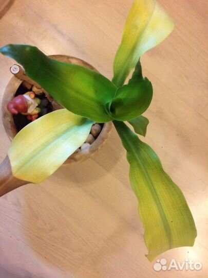 Молочай беложильчатый Юкка