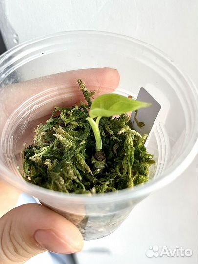 Алоказия шкура дракона