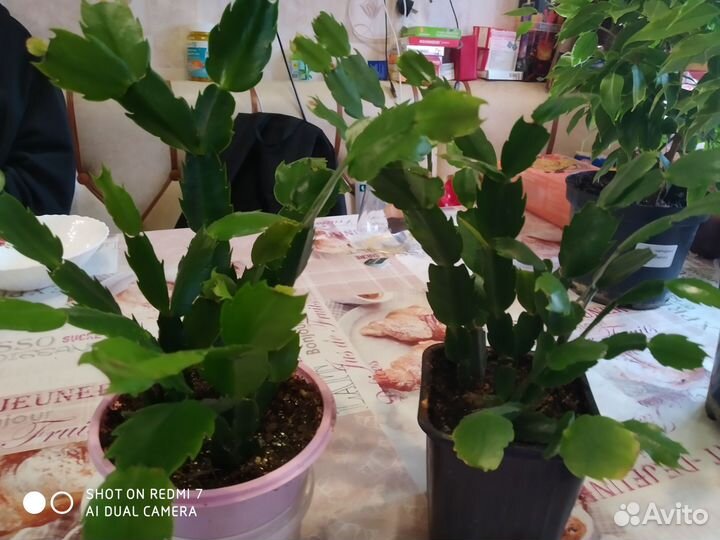 Декабристы