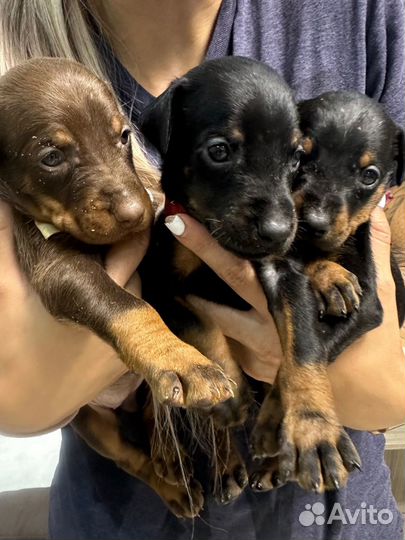 Добермана щенки
