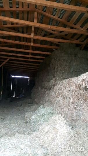 Сено в кипах очень хорошее качество