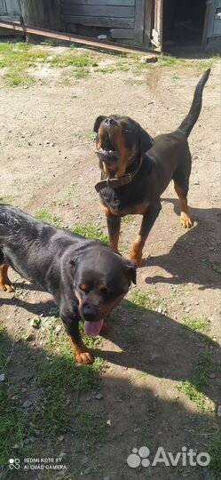 Щенки Ротвейлера