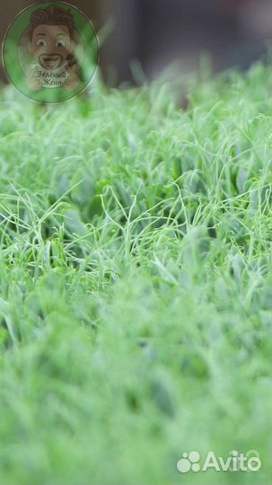 Семена для микрозелени Базилик Арарат